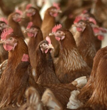 EU unveils Livestock Strategy with focus on competitiveness, animal health and poultry welfare