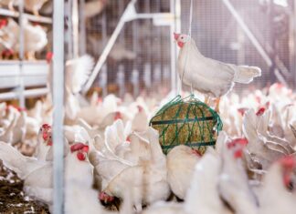 The Dutch poultry sector in 2040: a stronger focus on animal welfare