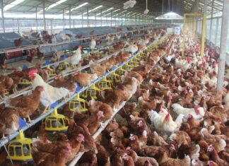Animal welfare regulation issued, opening wider opportunities for cage-free egg development