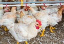 Broiler chickens and transport: more space doesn’t improve animal welfare
