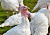 EFSA’s scientific opinion on welfare of turkeys on farm