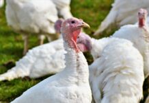 EFSA’s scientific opinion on welfare of turkeys on farm