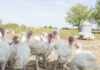 Welfare of turkeys on farm