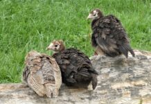 Welfare of turkeys on farm