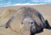 First H5N1 bird flu cases confirmed in California elephant seals