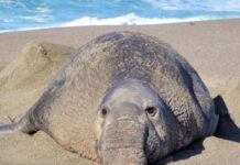 First H5N1 bird flu cases confirmed in California elephant seals