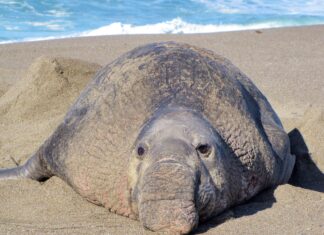 First H5N1 bird flu cases confirmed in California elephant seals