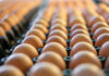EU egg prices continue upward trend in week 8