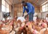 World Bank invests US$12m in Ghana’s poultry and US$75m in cocoa