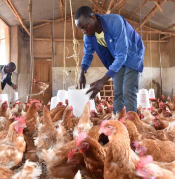 World Bank invests US$12m in Ghana’s poultry and US$75m in cocoa