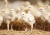 Achieving good welfare outcomes for broiler breeders begins at placement