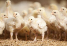 Achieving good welfare outcomes for broiler breeders begins at placement