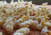 Nigeria: rising chick costs and supply constraints weigh on egg production outlook