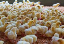 Nigeria: rising chick costs and supply constraints weigh on egg production outlook