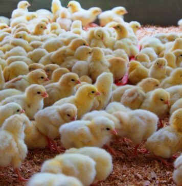 Nigeria: rising chick costs and supply constraints weigh on egg production outlook