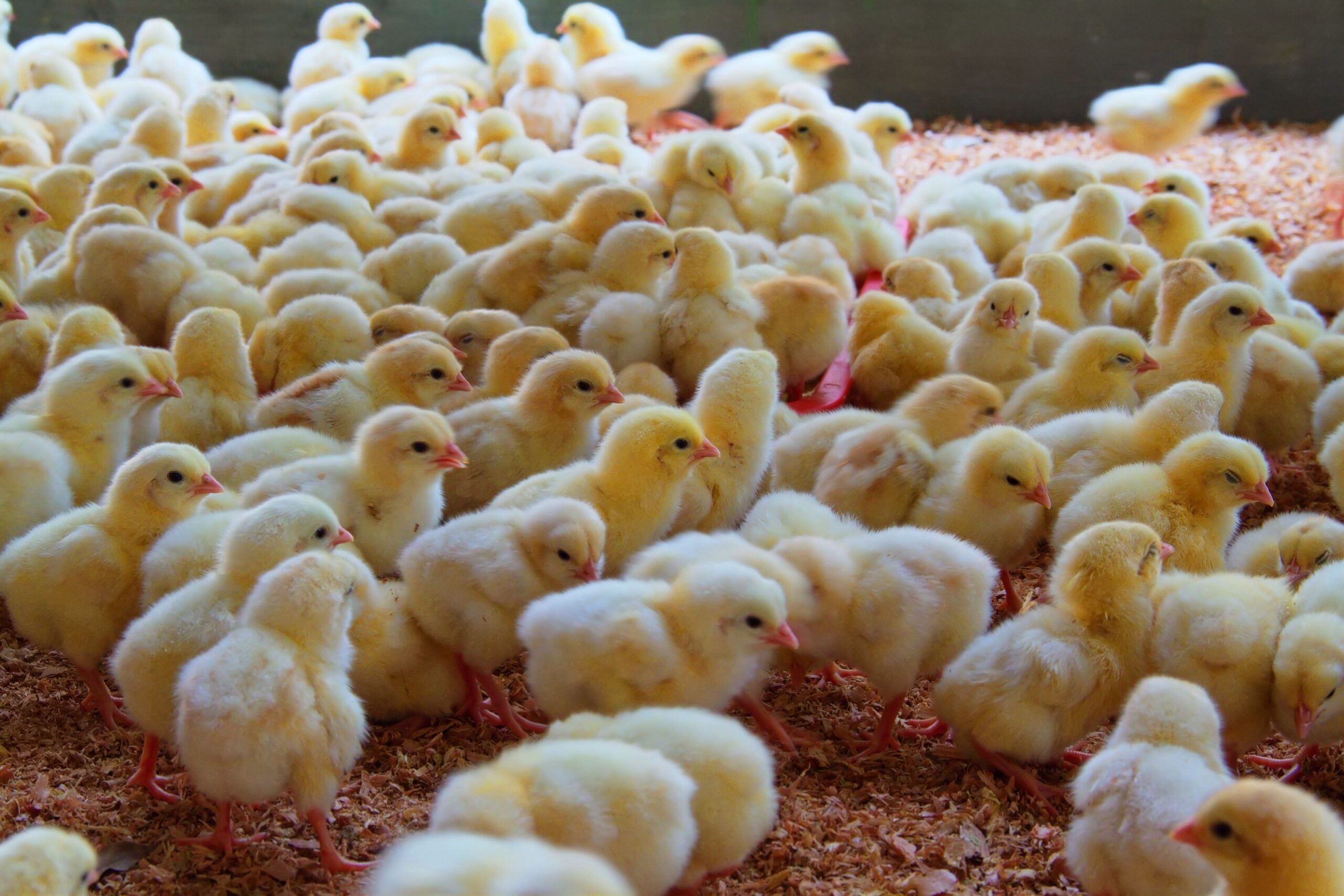 Nigeria: rising chick costs and supply constraints weigh on egg production outlook