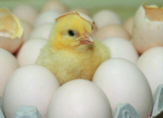 Continuous monitoring and control of mycoplasma for sustainable poultry production