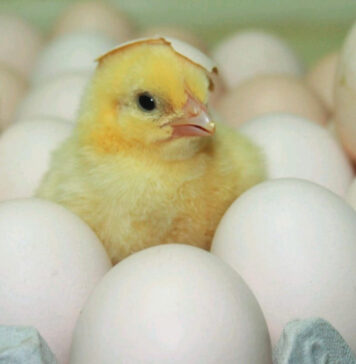 Continuous monitoring and control of mycoplasma for sustainable poultry production