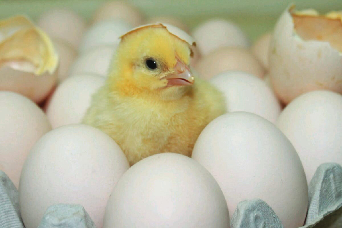 Continuous monitoring and control of mycoplasma for sustainable poultry production