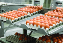 Floor eggs in Australian flocks of cage-free brown egg-laying hens