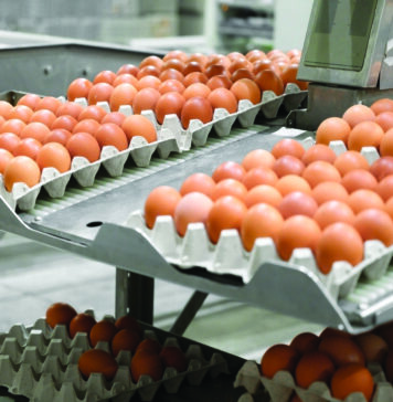 Floor eggs in Australian flocks of cage-free brown egg-laying hens