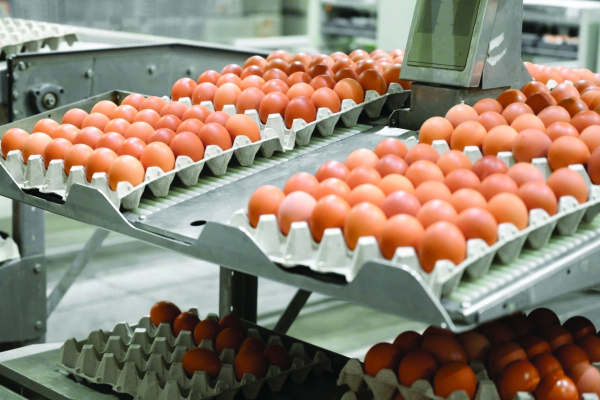 Floor eggs in Australian flocks of cage-free brown egg-laying hens