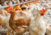 Adding value into the poultry food chain