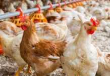 Adding value into the poultry food chain