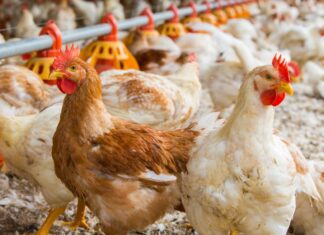 Adding value into the poultry food chain