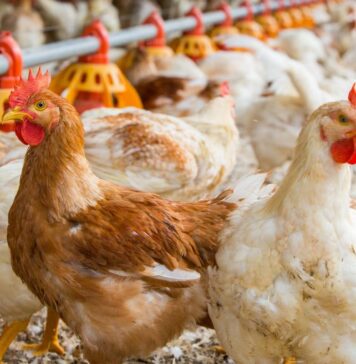 Adding value into the poultry food chain