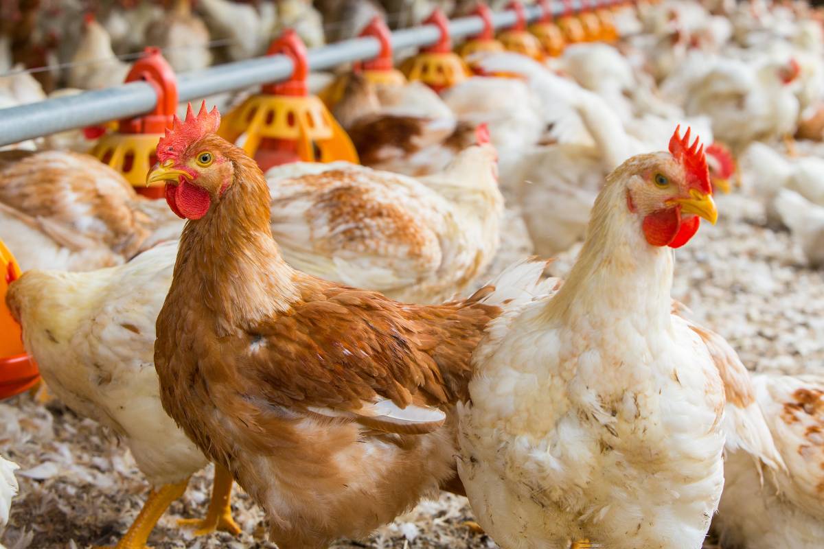 Adding value into the poultry food chain