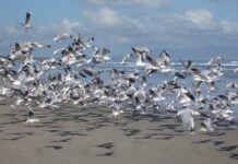 Avian influenza: detections in birds decline across the EU