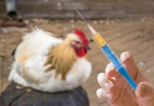 New avian influenza vaccine trials begin in UK
