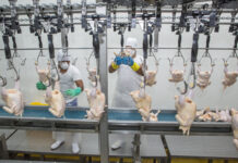 EU Commission flags shortcomings in Chinese poultry and rabbit controls