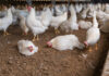 France introduces updated Salmonella protocol for laying hen farms