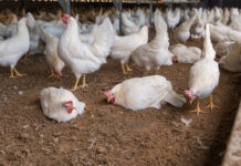 France introduces updated Salmonella protocol for laying hen farms