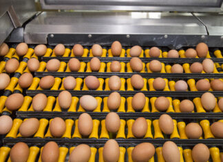 EU egg imports rise 82% as exports fall in first half of 2026