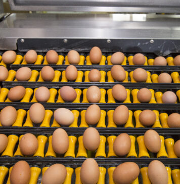 EU egg imports rise 82% as exports fall in first half of 2026