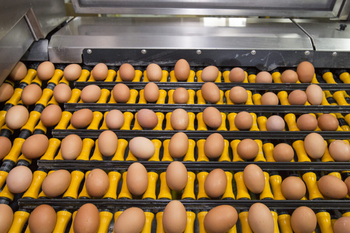 EU egg imports rise 82% as exports fall in first half of 2026