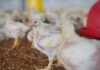 Is biosecurity a driver for improved poultry performance? Experiences from a field trial
