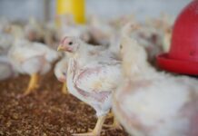 Is biosecurity a driver for improved poultry performance? Experiences from a field trial