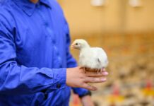 Adding value into the poultry food chain