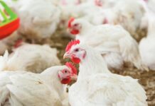 The dynamics of global meat production. An analysis of the period from 2000 to 2023 — Part 1