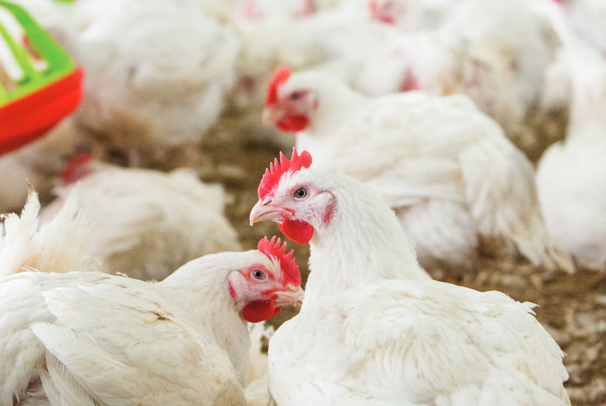 The dynamics of global meat production. An analysis of the period from 2000 to 2023 — Part 1