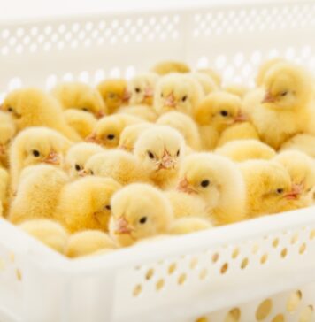 How to correctly load incubators with eggs from different flocks