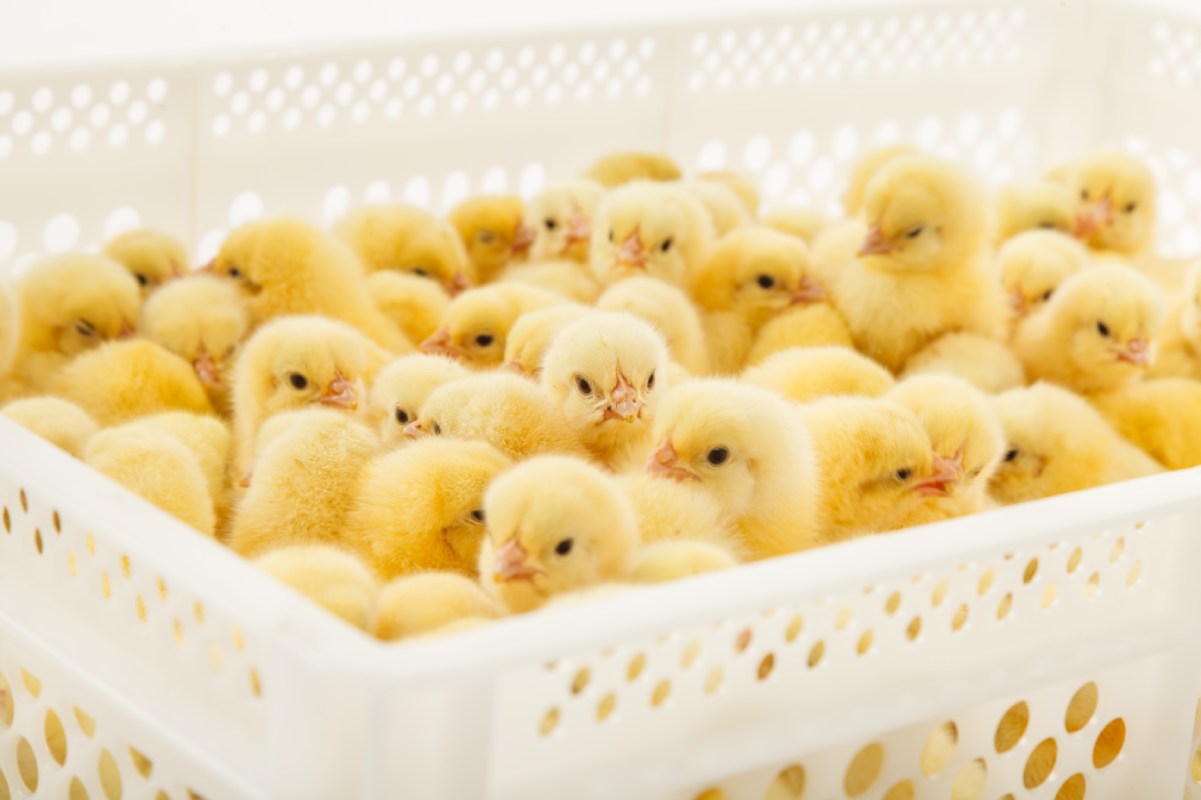How to correctly load incubators with eggs from different flocks