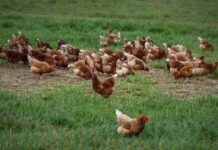 Extension offers webinar series on poultry management, disease prevention