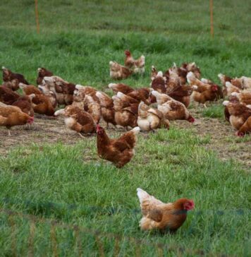 Extension offers webinar series on poultry management, disease prevention