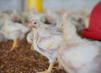 Welfare indicators for hens and chickens