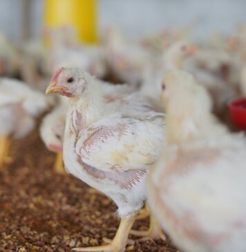 Welfare indicators for hens and chickens